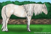 Horse Color:White Spotted Gold Cream Champagne Pearl 