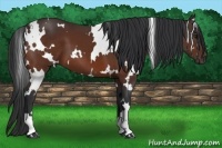 Horse Color:White Spotted Bay 