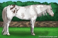 Horse Color:White Spotted Liver Chestnut Blanket 