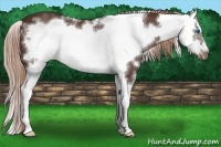 Horse Color:White Spotted Liver Chestnut Splash Frame 