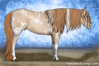 Horse Color:White Spotted Buckskin Pearl 