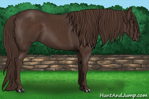 Horse Color: Liver Chestnut 