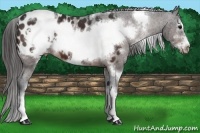 Horse Color:White Spotted Brown Sabino Frame Appaloosa 