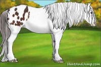 Horse Color:Brown Frame Appaloosa