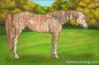 Horse Color:Cremello Splash Brindle