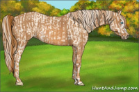 Horse Color:Cremello Splash  Brindle