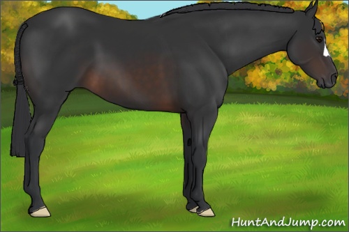 Horse Color: Brown 