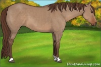 Horse Color:Liver Red Dun 