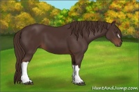 Horse Color:Liver Chestnut 