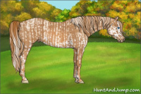 Horse Color:Cremello Splash  Brindle