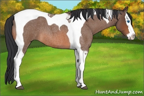Horse Color:Bay Roan Splash Tobiano 