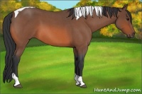 Horse Color:Bay Roan Tobiano 