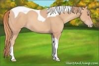 Horse Color:Gold Champagne Tobiano 