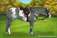 Horse Color:White Spotted Black Blanket Rabicano 