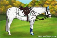 Horse Color:White Spotted Black Appaloosa 