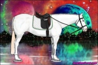 Horse Color:White Spotted Buckskin Pearl Dun Appaloosa 