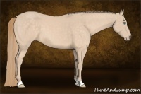 Horse Color:Perlino 