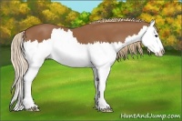 Horse Color:Chestnut Splash 