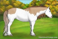 Horse Color:Red Dun Splash 