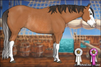 Horse Color:Bay Splash Rabicano 