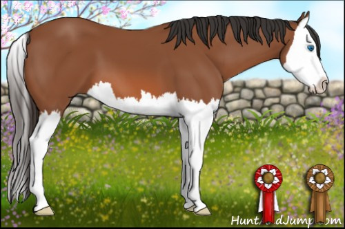 Horse Color: Bay Splash 