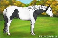 Horse Color:Black Splash Tobiano 