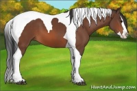Horse Color:Bay Sabino Splash Tobiano 