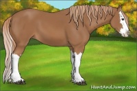 Horse Color:Chestnut Splash 