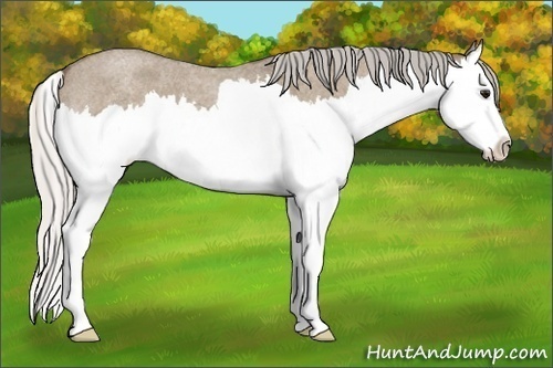 Horse Color: Silver Grullo Roan Splash 