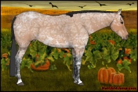 Horse Color:Bay Ice Roan 