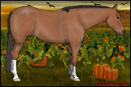 Horse Color:Bay Roan 