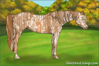 Horse Color:Cremello Dun Splash  Brindle