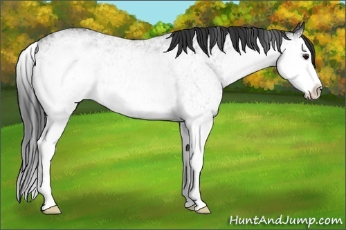 Horse Color:White Spotted Blue Roan Splash Rabicano
