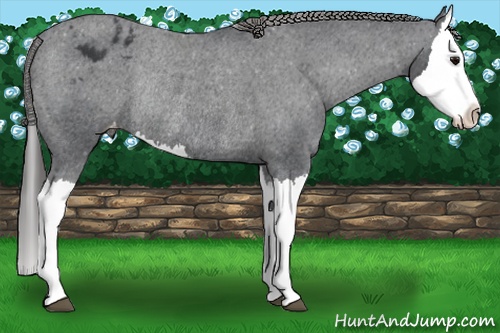 Horse Color:Black Splash Blanket Rabicano 