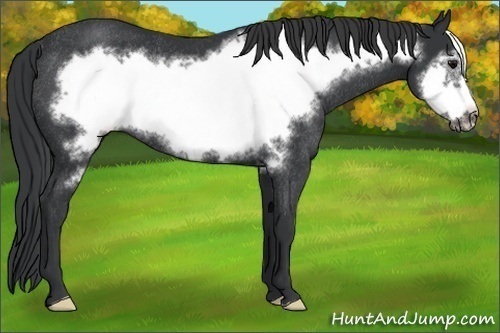 Horse Color: Unknown 