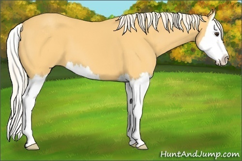 Horse Color: Palomino Sabino Splash 