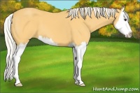 Horse Color:Palomino Sabino Splash