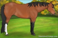 Horse Color:Bay 