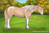 Horse Color:Gold Champagne Splash Tobiano