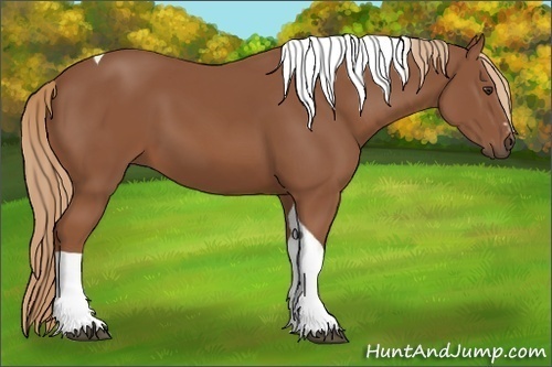 Horse Color:Chestnut Sabino Tobiano 