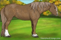 Horse Color:Chocolate Palomino Sabino 