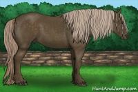 Horse Color:Chocolate Palomino 