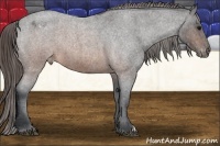 Horse Color:Brown Roan Appaloosa 