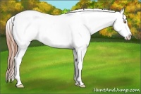 Horse Color:Brown Pearl Dun Frame Appaloosa 
