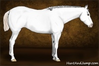 Horse Color:Chocolate Palomino Dun Near Leopard