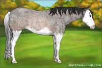 Horse Color:Brown Ice Roan Splash Rabicano
