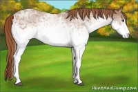 Horse Color:White Spotted Chestnut Ice Sabino 