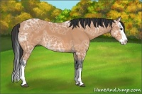 Horse Color:Bay Ice Sabino Splash 