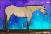 Horse Color:Buckskin Dun 