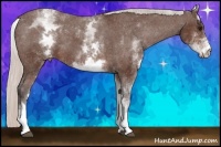 Horse Color:White Spotted Silver Brown Appaloosa 